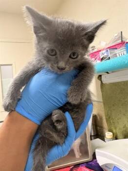 GRIFFEN -  Domestic Short Hair Cat for Adoption in Riverside, California - GRIFFEN | PetCurious