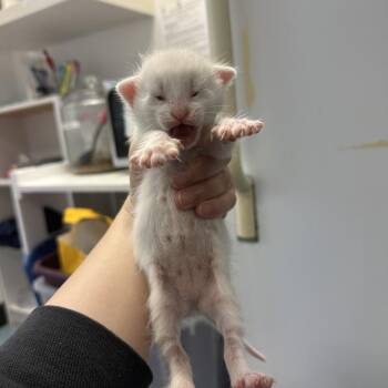 Domestic Short Hair Cats Available for Adoption in Austin, Texas - Little Lychee 7 | PetCurious