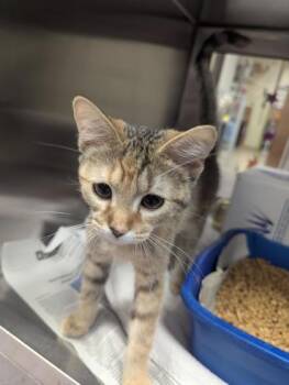 Nakoma -  Domestic Short Hair Cat for Adoption in West Chester, Pennsylvania - Nakoma | PetCurious