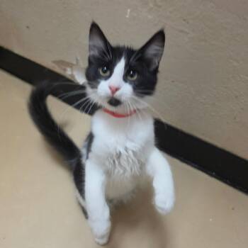 Reagan - Chino Hills Location -  Domestic Long Hair Cat for Adoption in Chino Hills, California - Reagan - Chino Hills Location | PetCurious