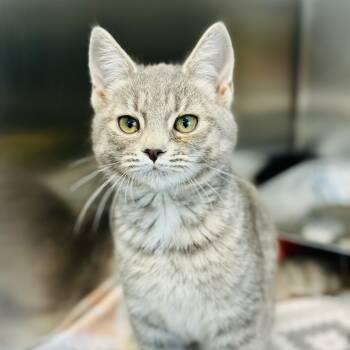 Domestic Short Hair Cats Available for Adoption in Jackson Township, New Jersey - Turtle Dove  | PetCurious