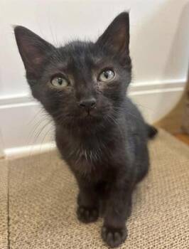 LEONARD -  Domestic Short Hair Cat for Adoption in Westminster, Maryland - LEONARD | PetCurious