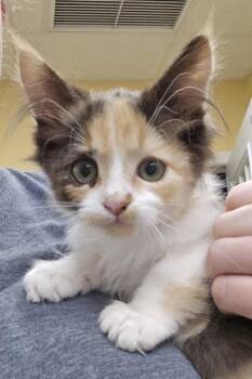 Lemonade - I am at Petsmart Northborough -  Domestic Short Hair Cat for Adoption in East Brookfield, Massachusetts - Lemonade - I Am At Petsmart Northborough | PetCurious