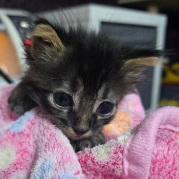Gravy McGuire -  Domestic Medium Hair Cat for Adoption in Eagle Mountain, Utah - Gravy McGuire | PetCurious