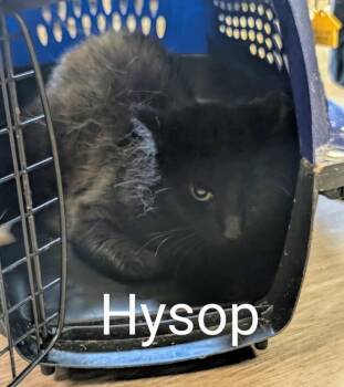 Rescue Domestic Short Hair Cats for Adoption in Grand Junction, Colorado - Hysop (NEED PHOTO) | PetCurious