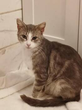 Domestic Short Hair Cats Available for Adoption in Liverpool, Texas - Tsuki | PetCurious
