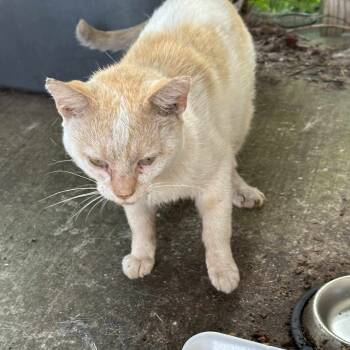 Rescue Domestic Short Hair Cats for Adoption in Huntington, West Virginia - Deacon | PetCurious