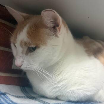 Domestic Short Hair Cats Available for Adoption - Percy | PetCurious