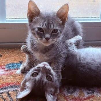Eenie -  Domestic Short Hair Cat for Adoption in South Elgin, Illinois - Eenie | PetCurious