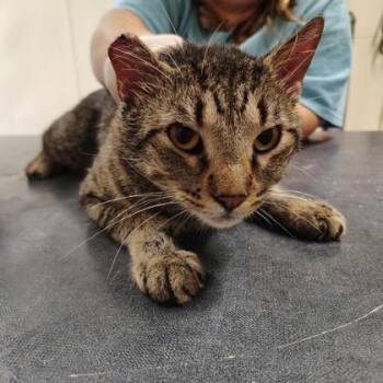 Tidal -  Domestic Short Hair Cat for Adoption - Tidal | PetCurious