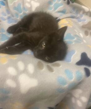 Rescue Domestic Short Hair Cats for Adoption in Knoxville, Tennessee - Sushi | PetCurious