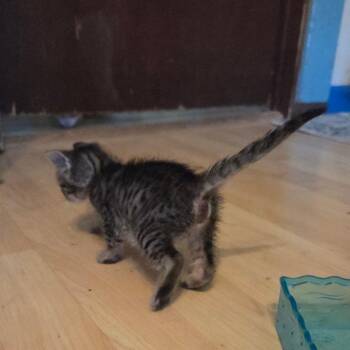 Flame -  Domestic Short Hair Cat for Adoption in Incline Village, Nevada - Flame | PetCurious