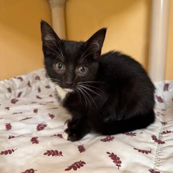 Emma -  Domestic Short Hair Cat for Adoption in East Hanover, New Jersey - Emma | PetCurious
