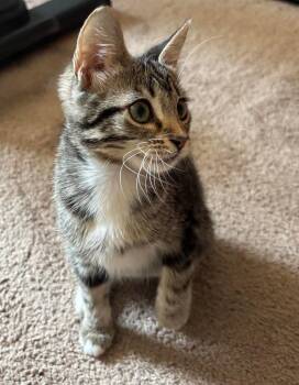 Teagan -  Domestic Short Hair Cat Available for Adoption in Groveland, Massachusetts - Teagan | PetCurious