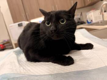 GYPSY -  Domestic Short Hair Cat for Adoption in Baytown, Texas - GYPSY | PetCurious