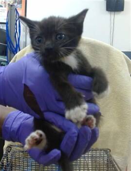 MEADOW -  Domestic Short Hair Cat for Adoption in Doral, Florida - MEADOW | PetCurious