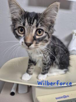 Wilberforce -  Manx Cat for Adoption in Cincinnati, Ohio - Wilberforce | PetCurious
