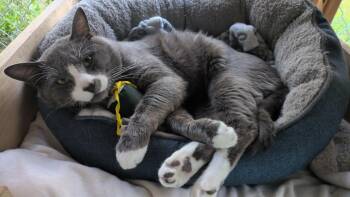 Felix -  Domestic Short Hair Cat for Adoption in Burnaby, British Columbia - Felix | PetCurious