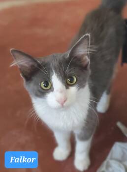 Rescue Domestic Long Hair Cats for Adoption in Snyder, Texas - Falkor | PetCurious