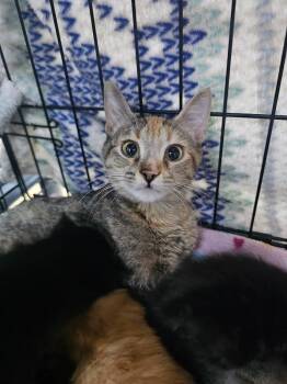 Domestic Short Hair Cats Available for Adoption in St. Cloud, Minnesota - Sandstone | PetCurious