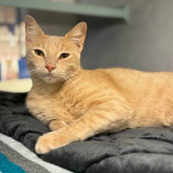 Elliot -  Domestic Short Hair and Mixed Breed Cat for Adoption in Austin, Texas - Elliot | PetCurious