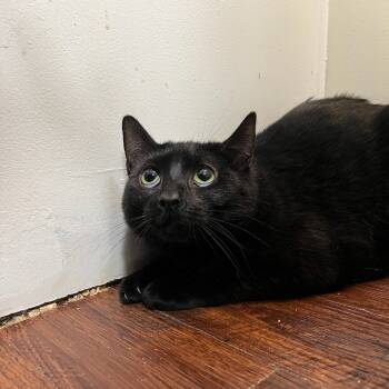 Rescue Domestic Short Hair Cats for Adoption in Gibsonia, Pennsylvania - Trinket | PetCurious