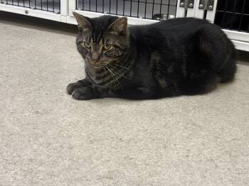 Rescue Domestic Short Hair Cats for Adoption in Lyndhurst, New Jersey - Twix | PetCurious