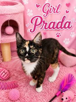 Prada -  Calico Cat for Adoption in Miami, Oklahoma - Prada | PetCurious