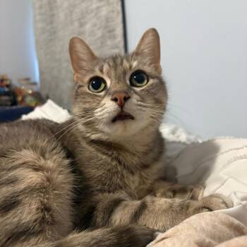 Domestic Short Hair Cats Available for Adoption in Puslinch, Ontario - Luminelle | PetCurious