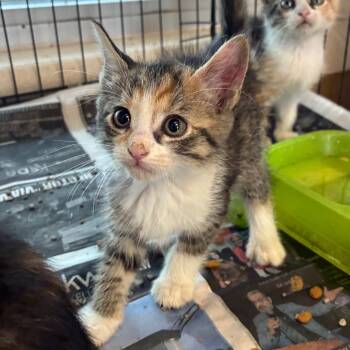 Rescue Domestic Short Hair Cats for Adoption in San Antonio, Texas - Kiara | PetCurious