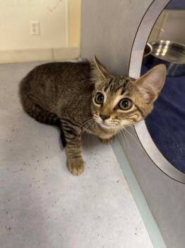 Rescue Domestic Short Hair Cats for Adoption in Buchanan Dam, Texas - Bonnie | PetCurious