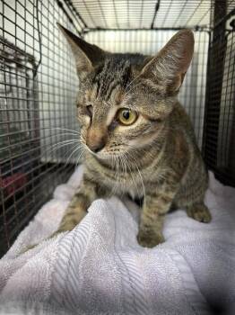 Pinky -  Domestic Short Hair Cat for Adoption in Austin, Texas - Pinky | PetCurious
