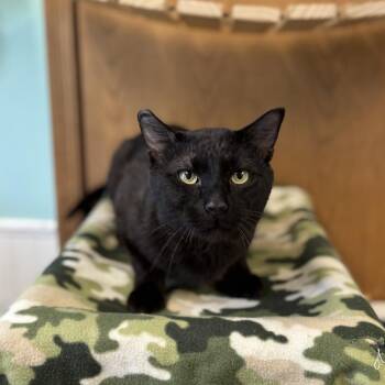 Domestic Short Hair Cats Available for Adoption in Fargo, North Dakota - Hayward | PetCurious