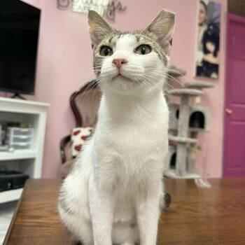 Rescue Tabby and Domestic Short Hair Cats for Adoption in Knoxville, Tennessee - Purcilla | PetCurious