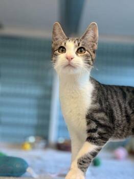 RUMI -  Domestic Short Hair Cat for Adoption in Fernandina Beach, Florida - RUMI | PetCurious