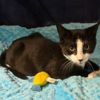 Mickey -  Domestic Short Hair Cat for Adoption in Wrightstown, New Jersey - Mickey | PetCurious