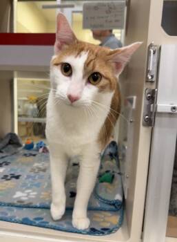 Rescue Domestic Short Hair Cats for Adoption - Apollo | PetCurious