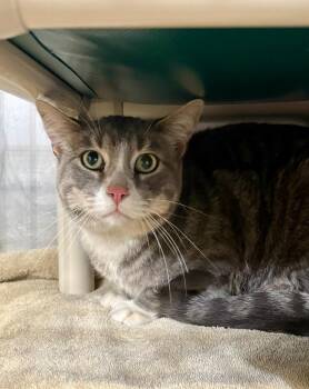 Harris -  Domestic Short Hair Cat for Adoption in Gillette, Wyoming - Harris | PetCurious