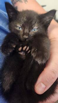 Blockbuster -  Domestic Short Hair Cat for Adoption in Republic, Missouri - Blockbuster | PetCurious