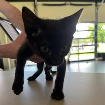 Zach -  Domestic Short Hair Cat for Adoption in Leander, Texas - Zach | PetCurious