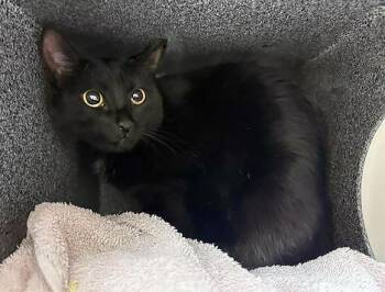 Domestic Short Hair Cats Available for Adoption - Page | PetCurious