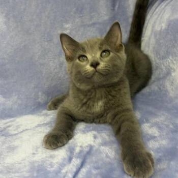 Gabe -  Domestic Short Hair Cat for Adoption in Portage, Michigan - Gabe | PetCurious
