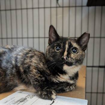 Diexie -  Domestic Short Hair Cat for Adoption in Seven Valleys, Pennsylvania - Diexie | PetCurious