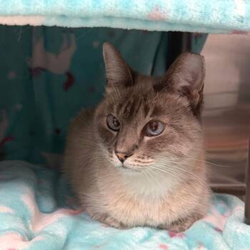 Cloud Strife -  Domestic Short Hair Cat for Adoption in Las Vegas, Nevada - Cloud Strife | PetCurious