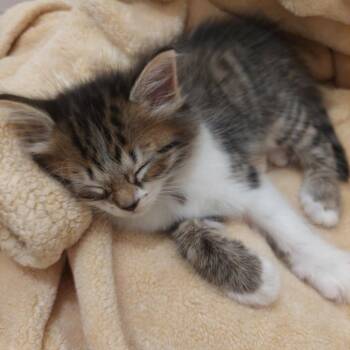 Seashell -  Domestic Medium Hair Cat for Adoption in Huntsville, Alabama - Seashell | PetCurious