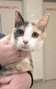 Porsche -  Domestic Short Hair Cat for Adoption in Fishers, Indiana - Porsche | PetCurious
