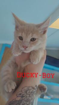 Ducky -  Domestic Short Hair Cat for Adoption in Glenfield, New York - Ducky | PetCurious