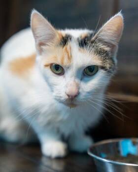 Stacey -  Domestic Short Hair Cat for Adoption in Pequot Lakes, Minnesota - Stacey | PetCurious