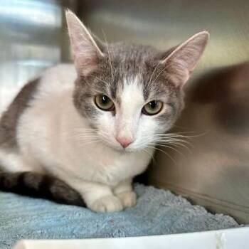 Domestic Short Hair Cats Available for Adoption in Matteson, Illinois - Mike | PetCurious