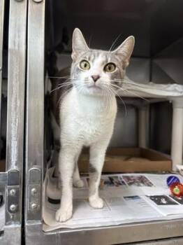 Domestic Short Hair Cats Available for Adoption in Morristown, New Jersey - Millie | PetCurious